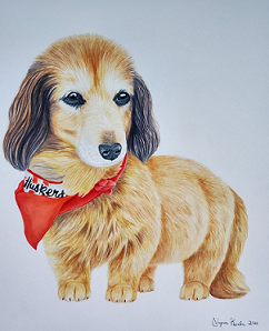 dog with Huskers bandana